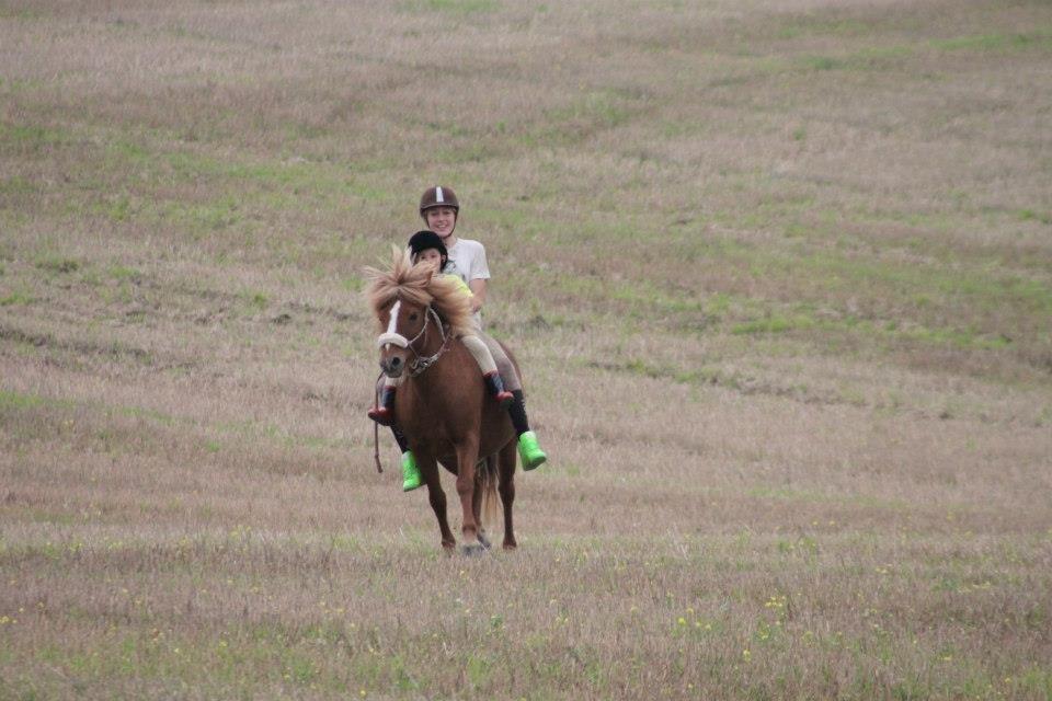 Islænder Idun fra Dynt - Søster og lillebror på stubmarken billede 15
