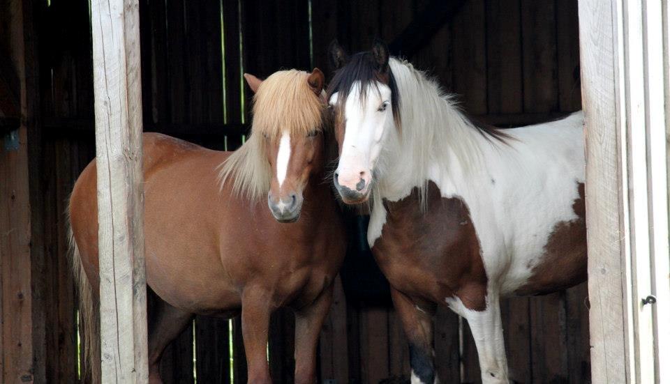 Islænder Idun fra Dynt - Idun og Palle billede 17