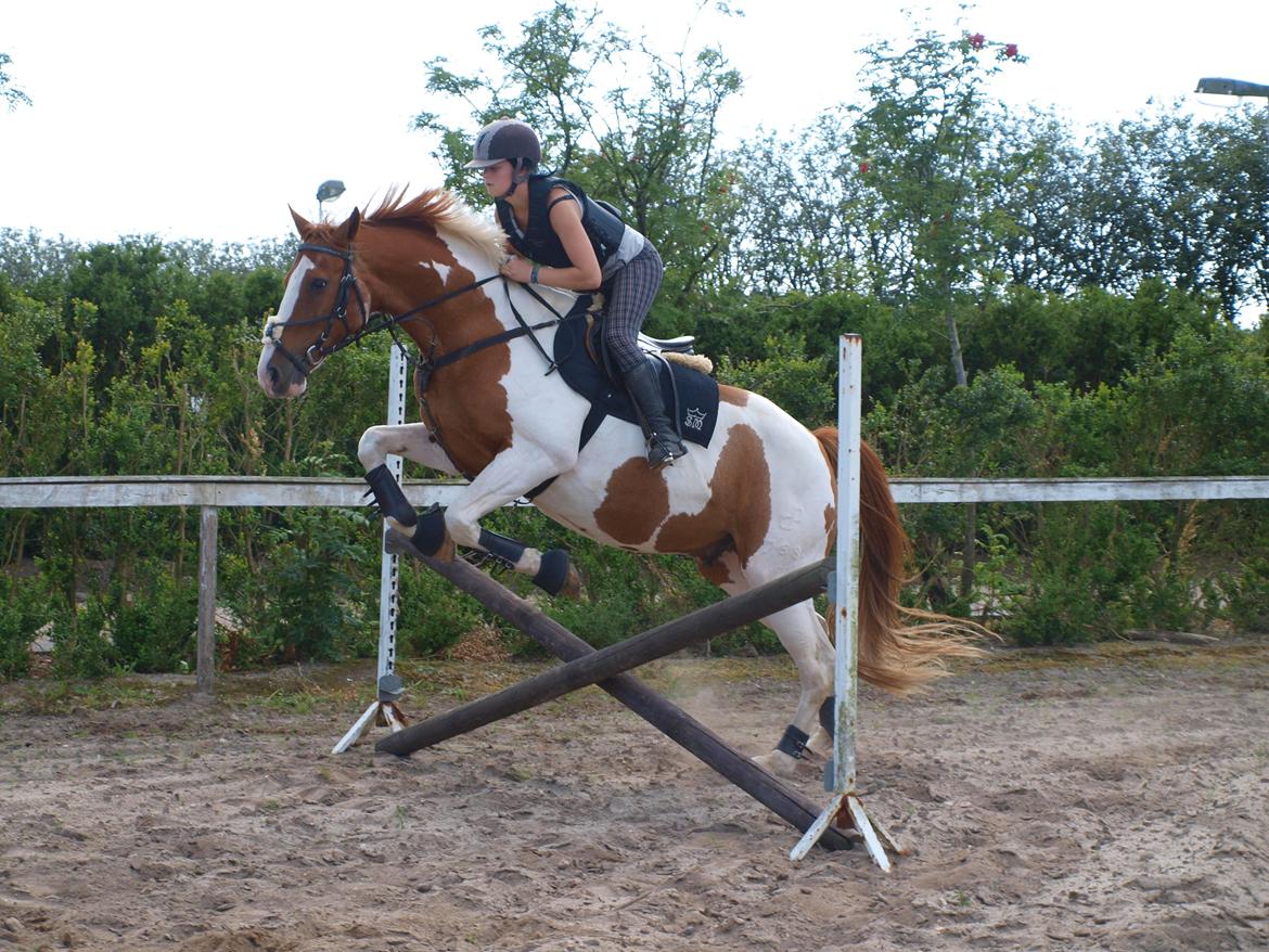 Pinto Gottenborgs Lucky billede 11