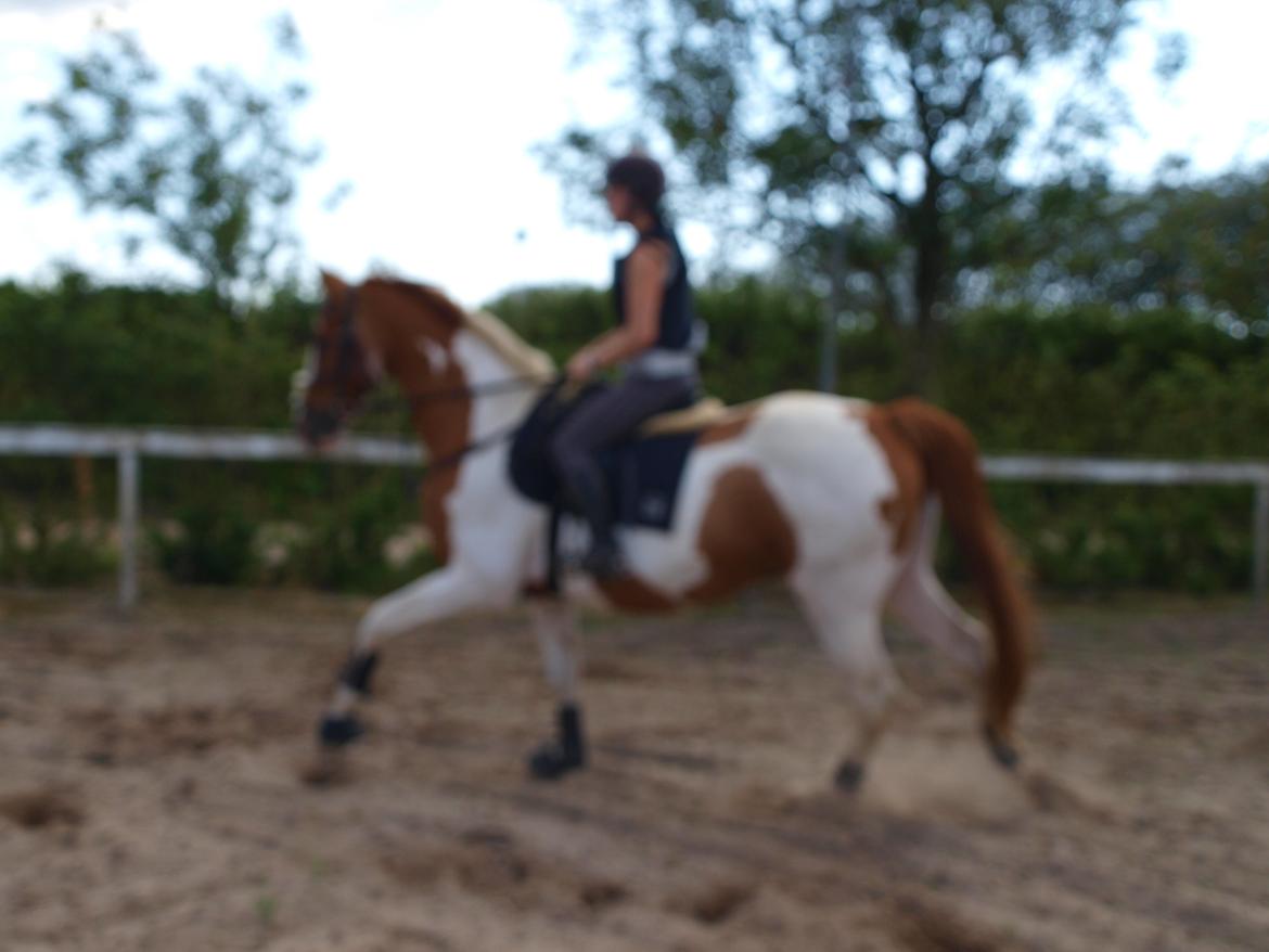 Pinto Gottenborgs Lucky billede 12