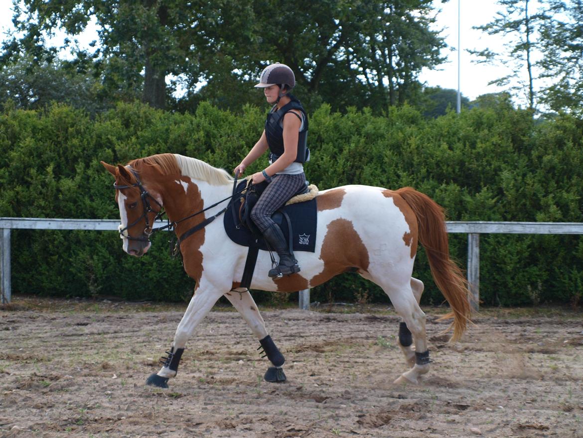 Pinto Gottenborgs Lucky billede 13