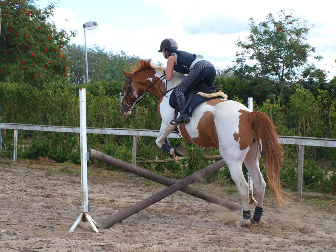 Pinto Gottenborgs Lucky billede 14