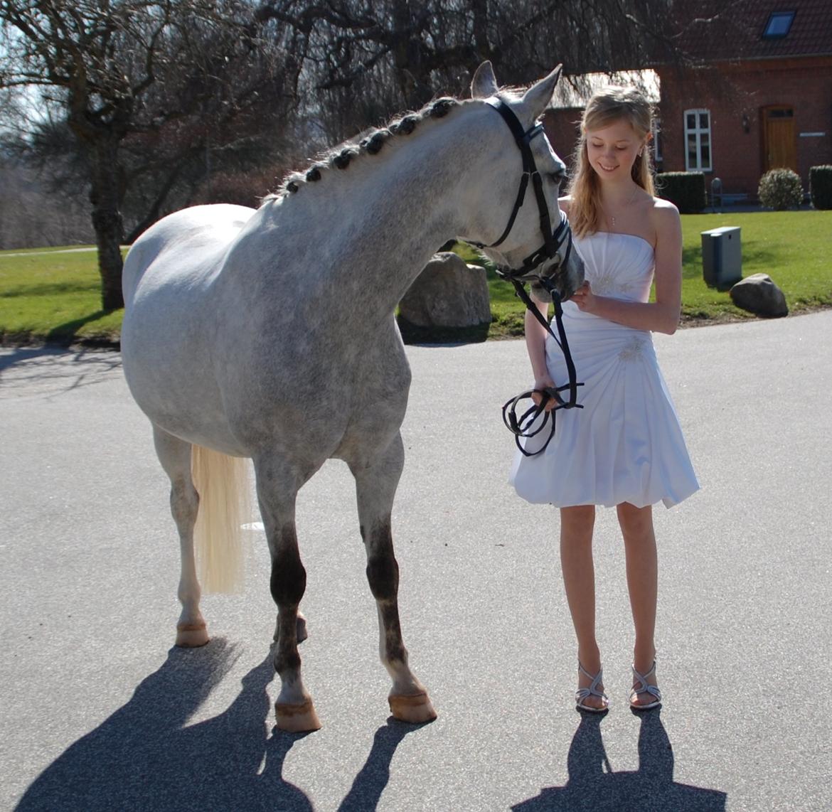 Anden særlig race CHEVAL B-pony - Elsker dig  billede 16