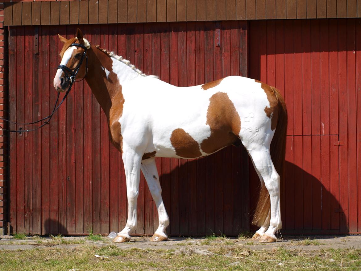 Pinto Gottenborgs Lucky billede 19