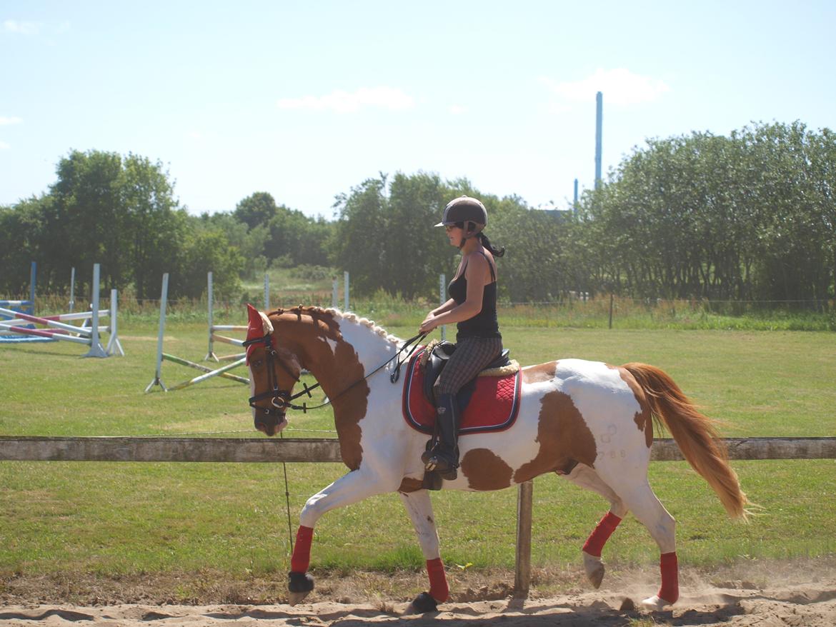 Pinto Gottenborgs Lucky billede 20