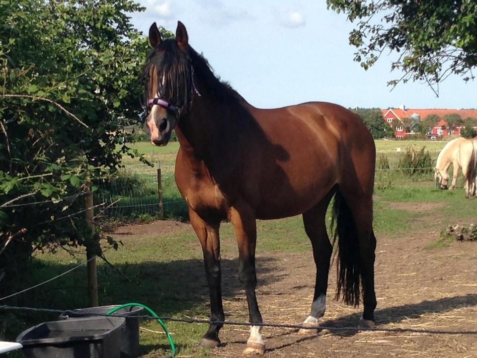 Oldenborg Korea billede 3