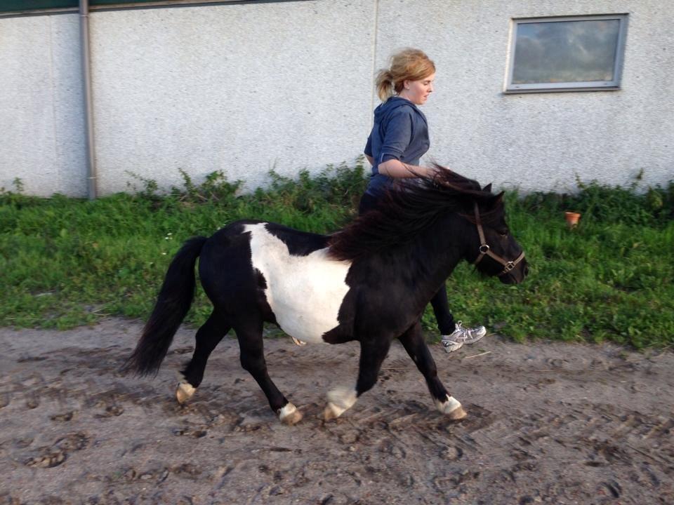 Shetlænder Vadehavets Figero *solgt* - August 2013 billede 18