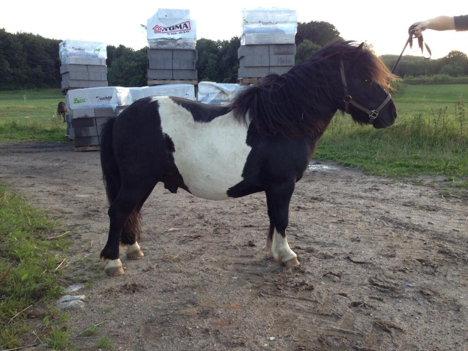 Shetlænder Vadehavets Figero *solgt* - August 2013 billede 5