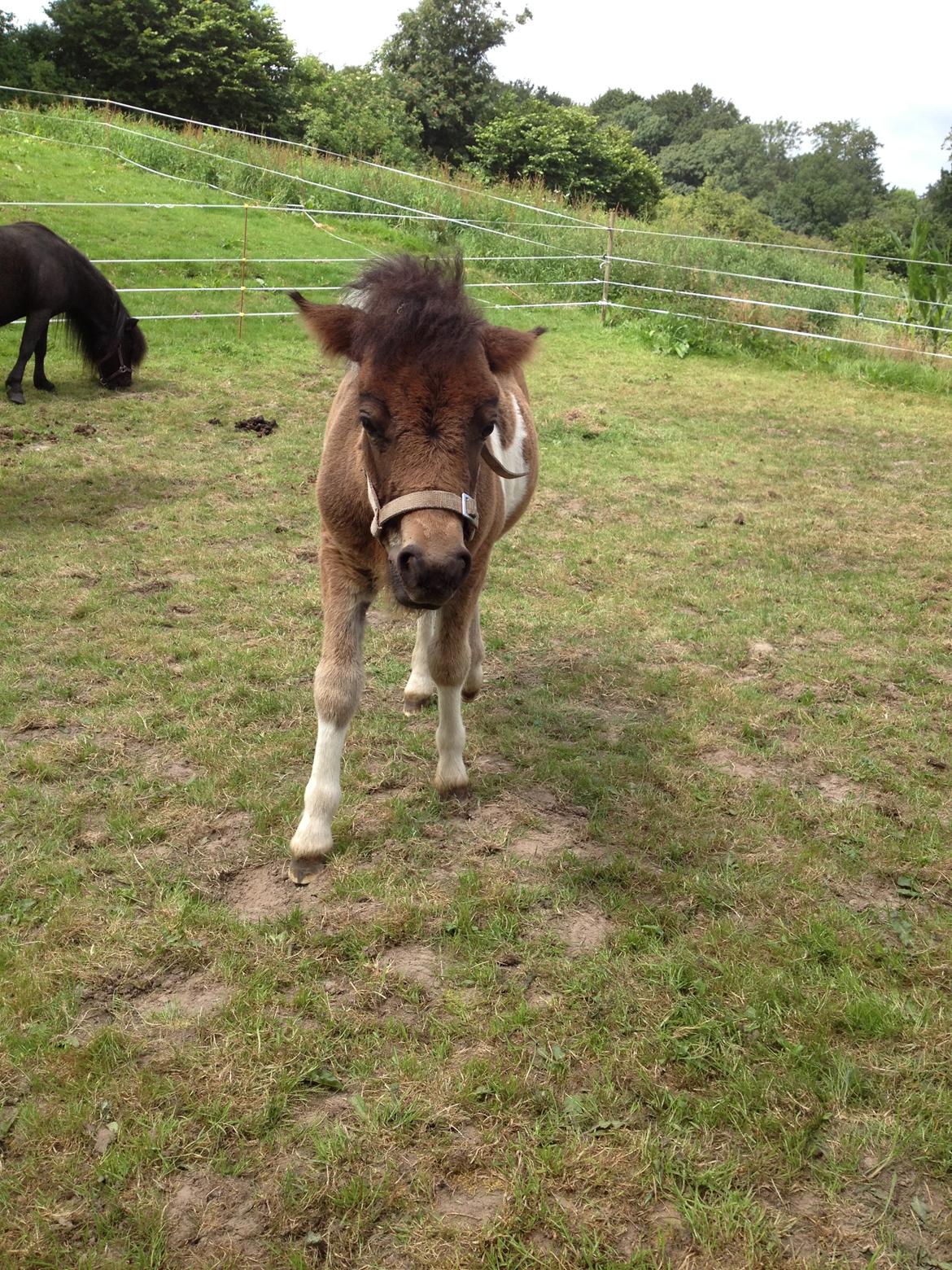 Shetlænder Bellis Merci *solgt* - Juli 2013 billede 17