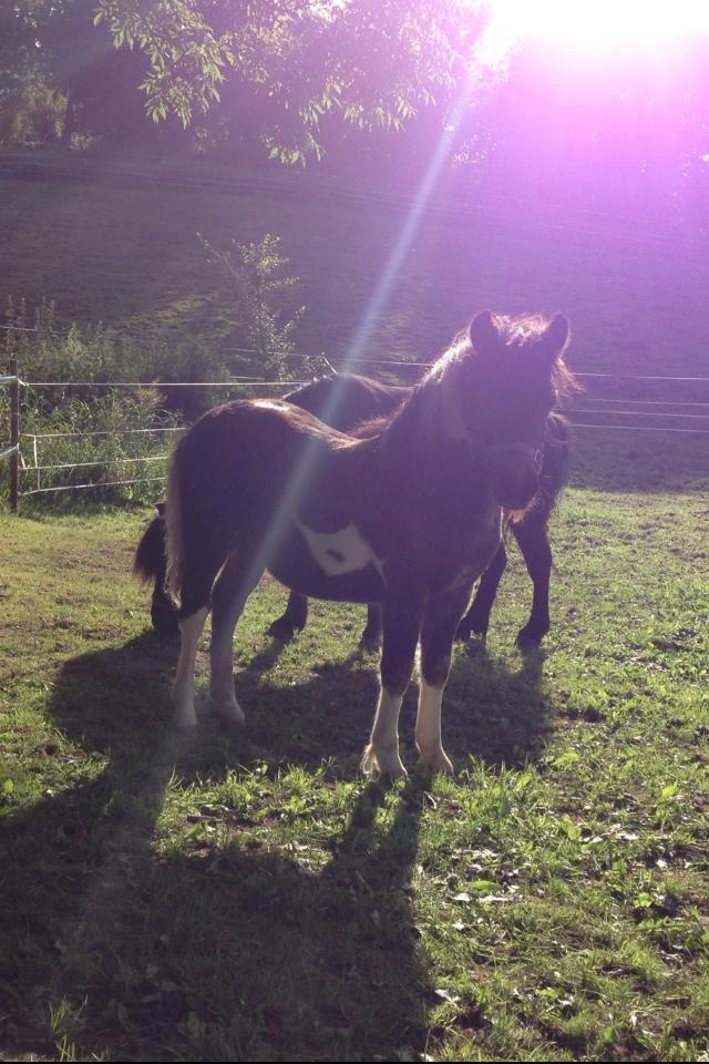 Shetlænder Bellis Merci *solgt* - August 2013 billede 7