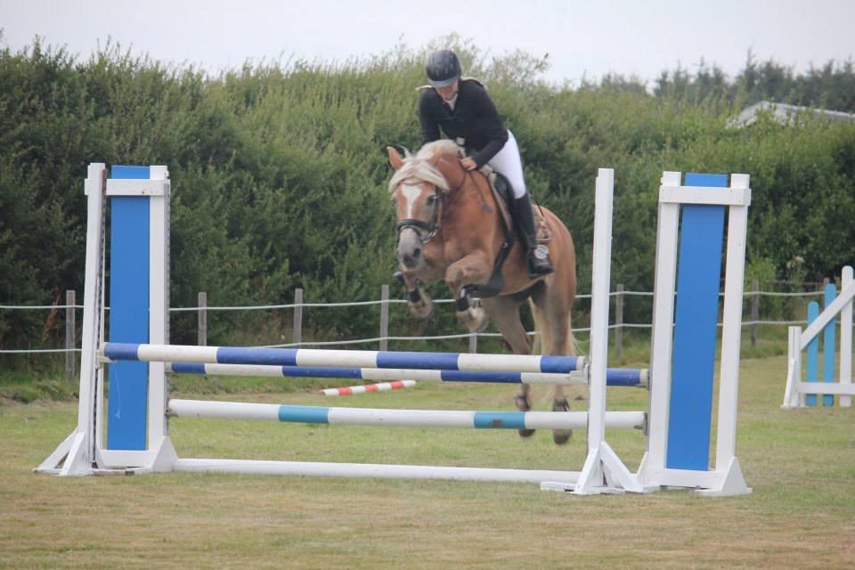 Haflinger Anzit Rundhøj billede 9