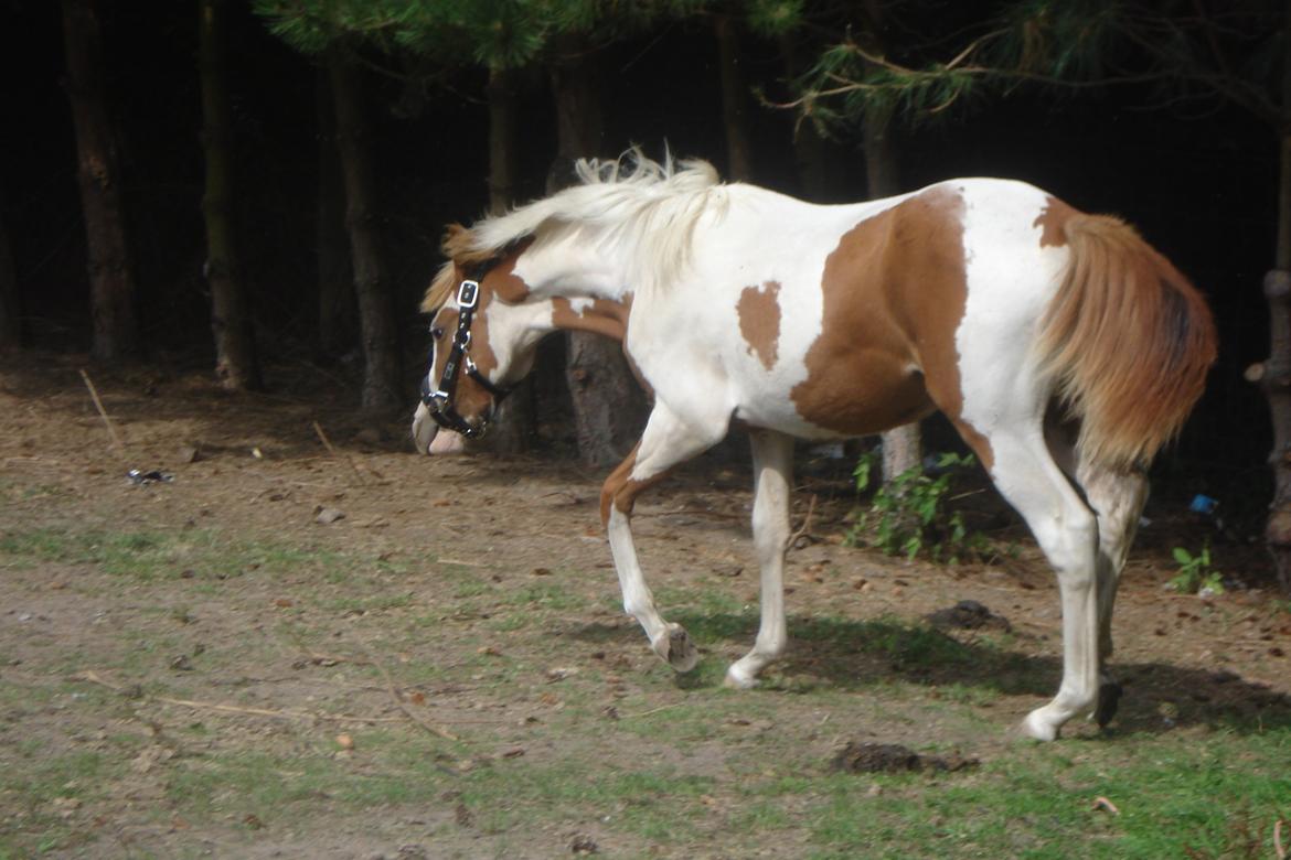 Pinto Orenda Natane billede 13