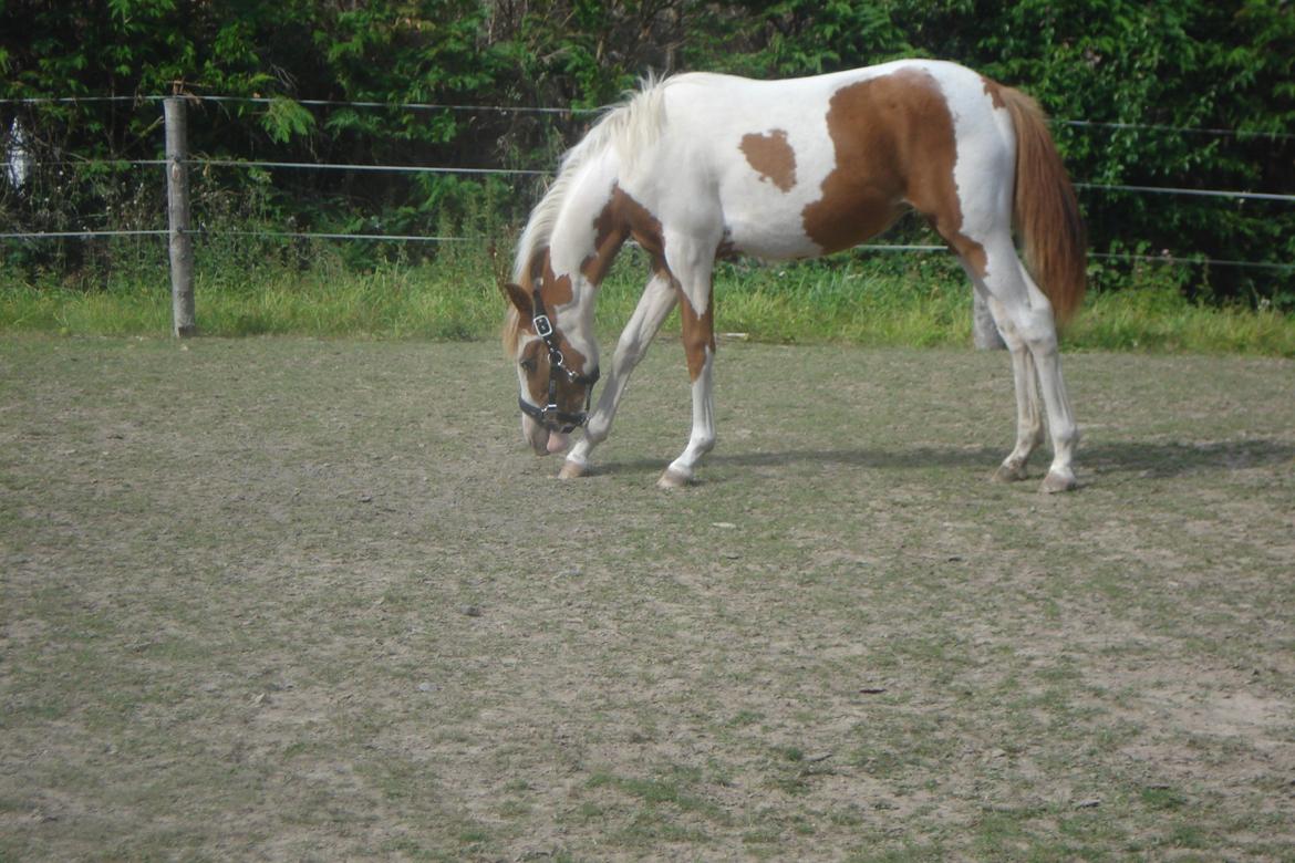 Pinto Orenda Natane billede 14