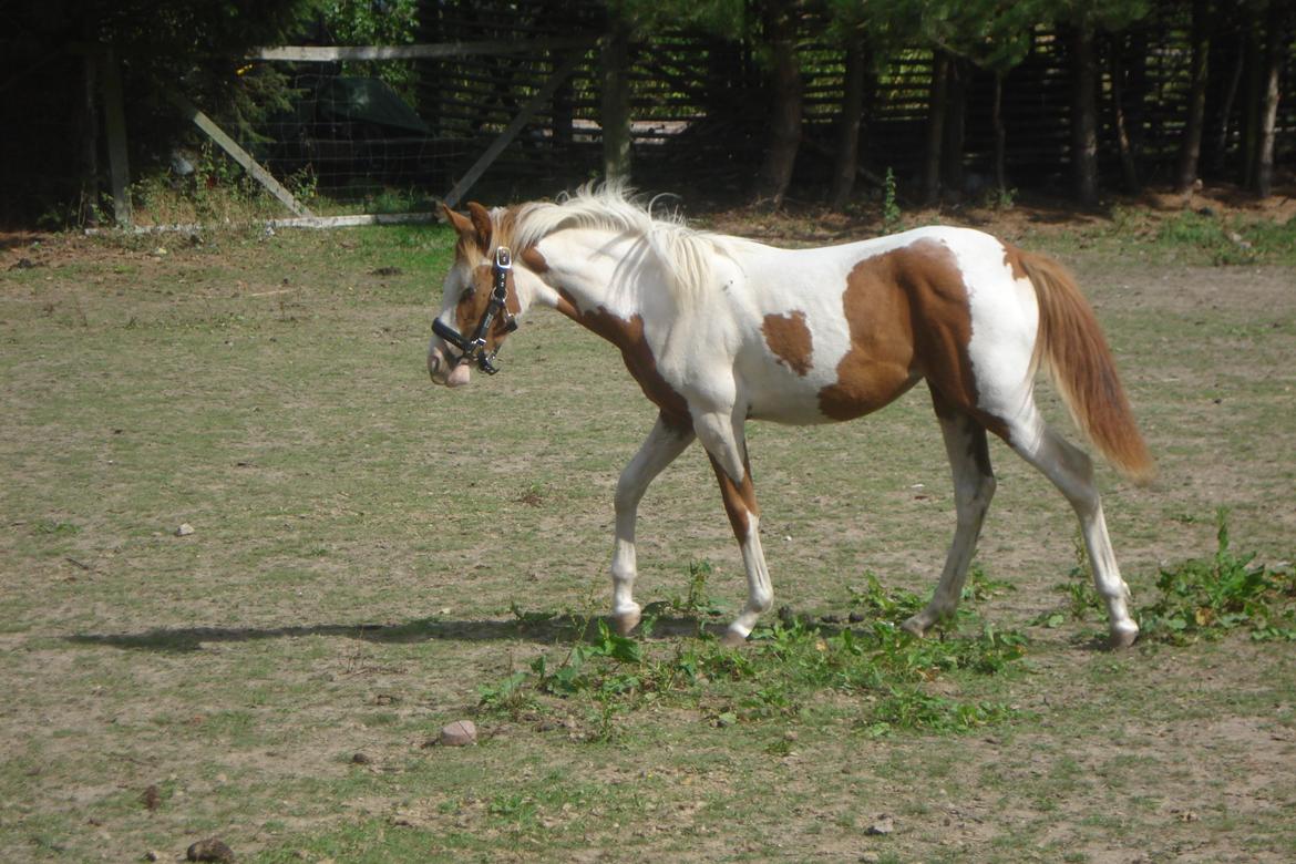 Pinto Orenda Natane billede 15