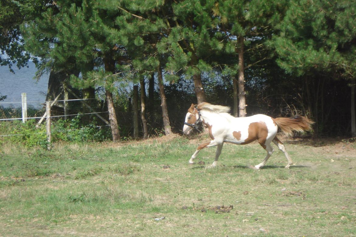 Pinto Orenda Natane billede 16