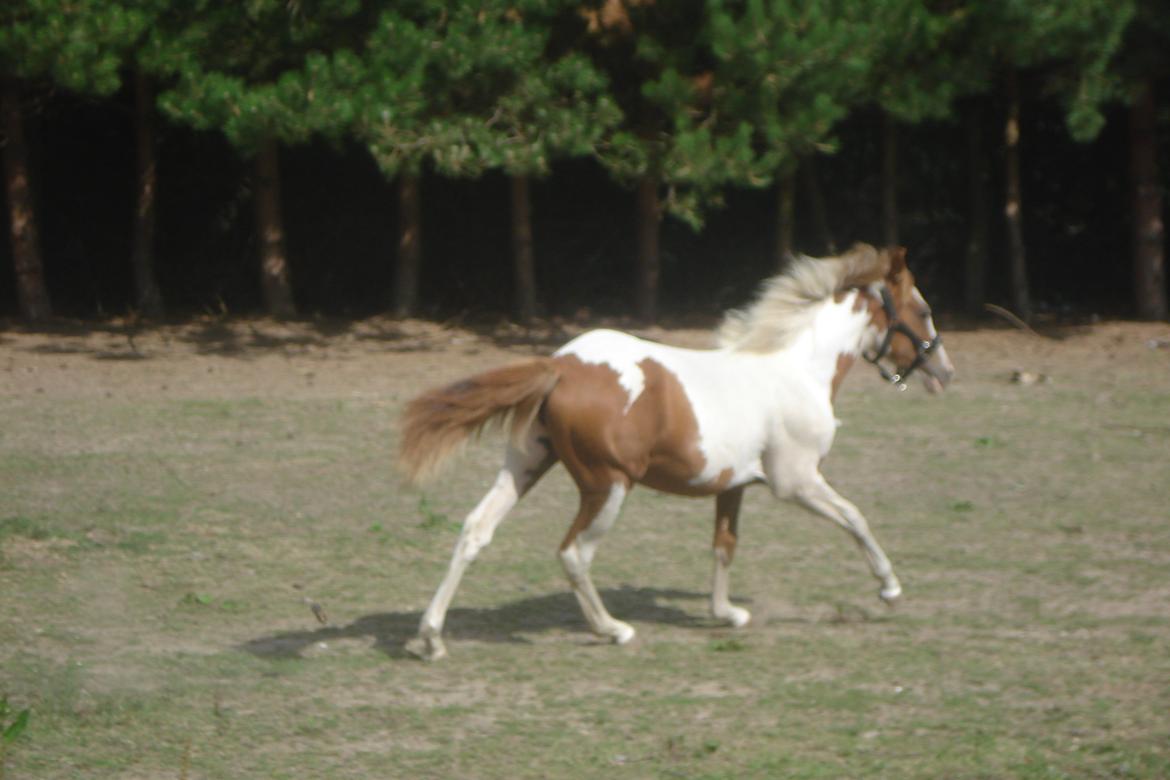 Pinto Orenda Natane billede 17