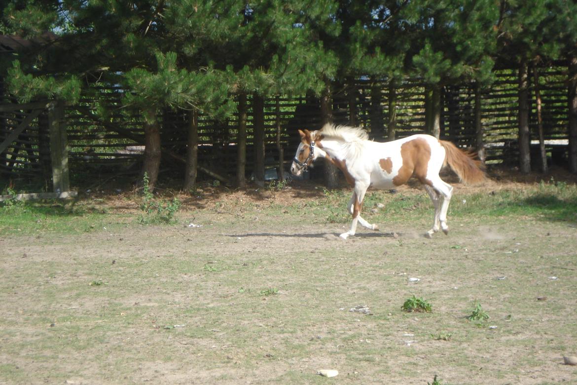 Pinto Orenda Natane billede 18