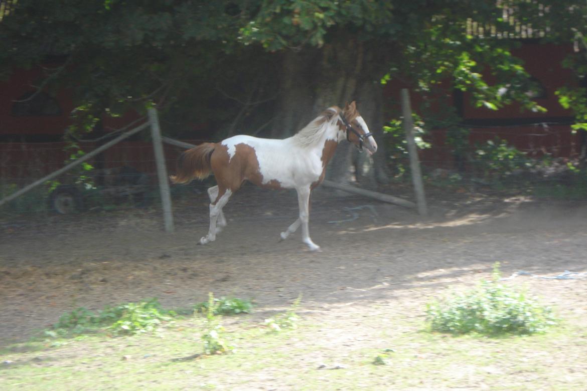 Pinto Orenda Natane billede 19