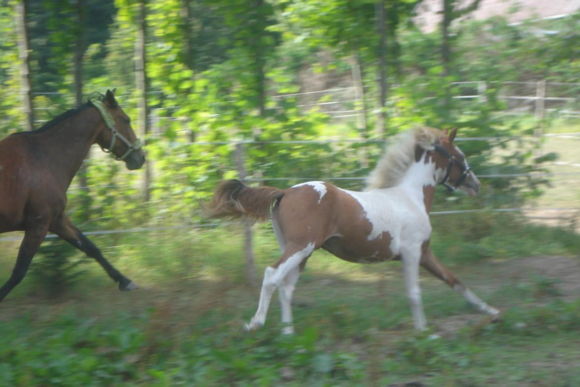 Pinto Orenda Natane billede 20