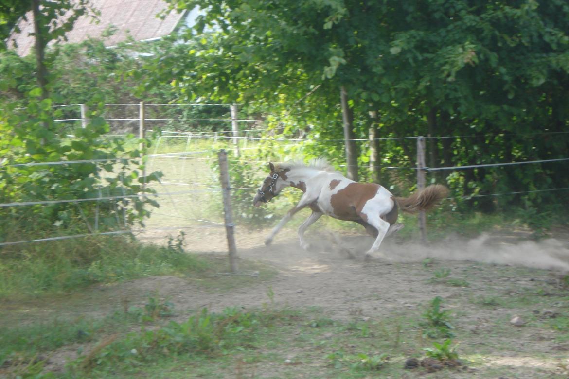 Pinto Orenda Natane billede 21