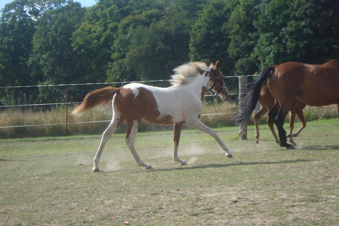 Pinto Orenda Natane billede 22