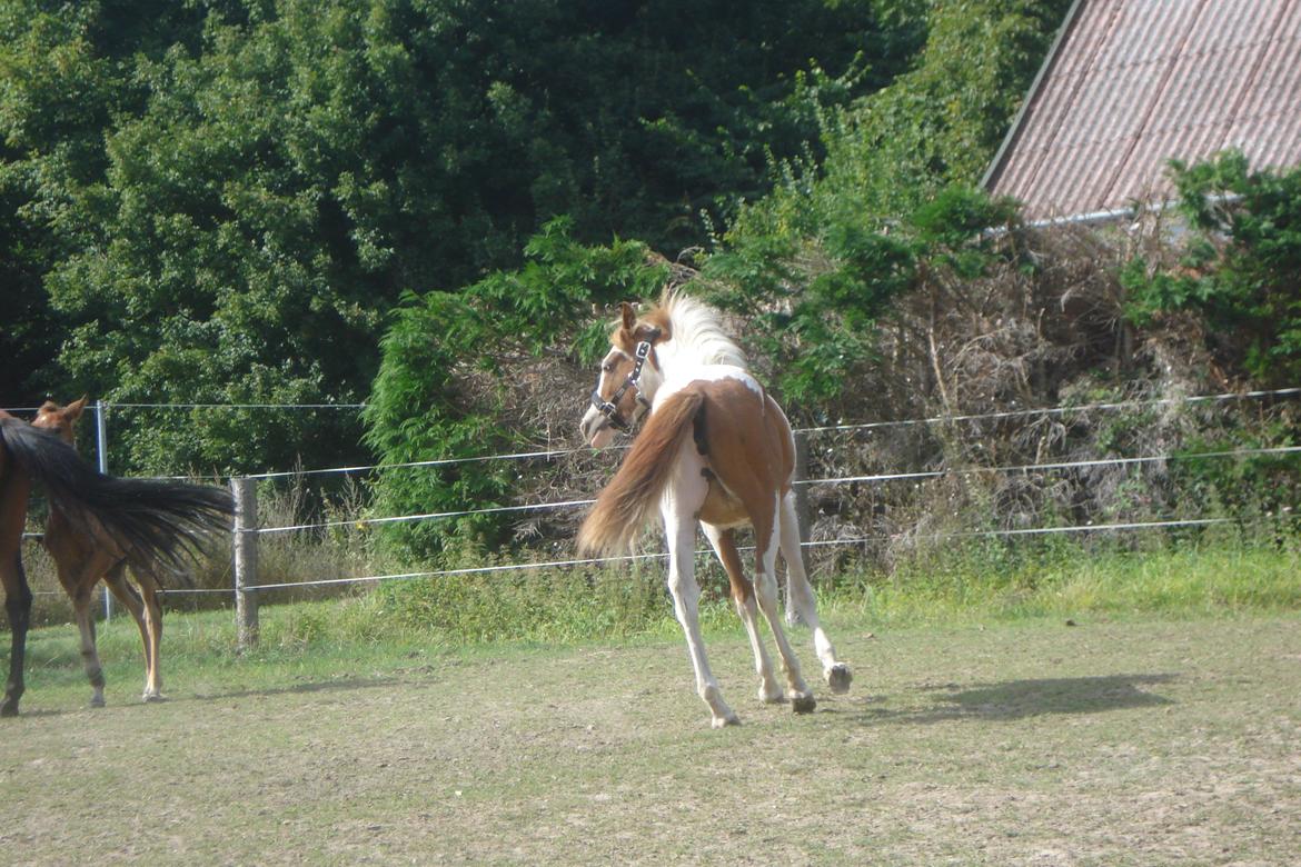 Pinto Orenda Natane billede 23