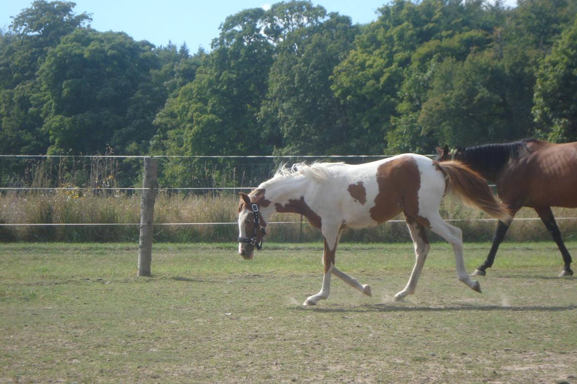 Pinto Orenda Natane billede 24