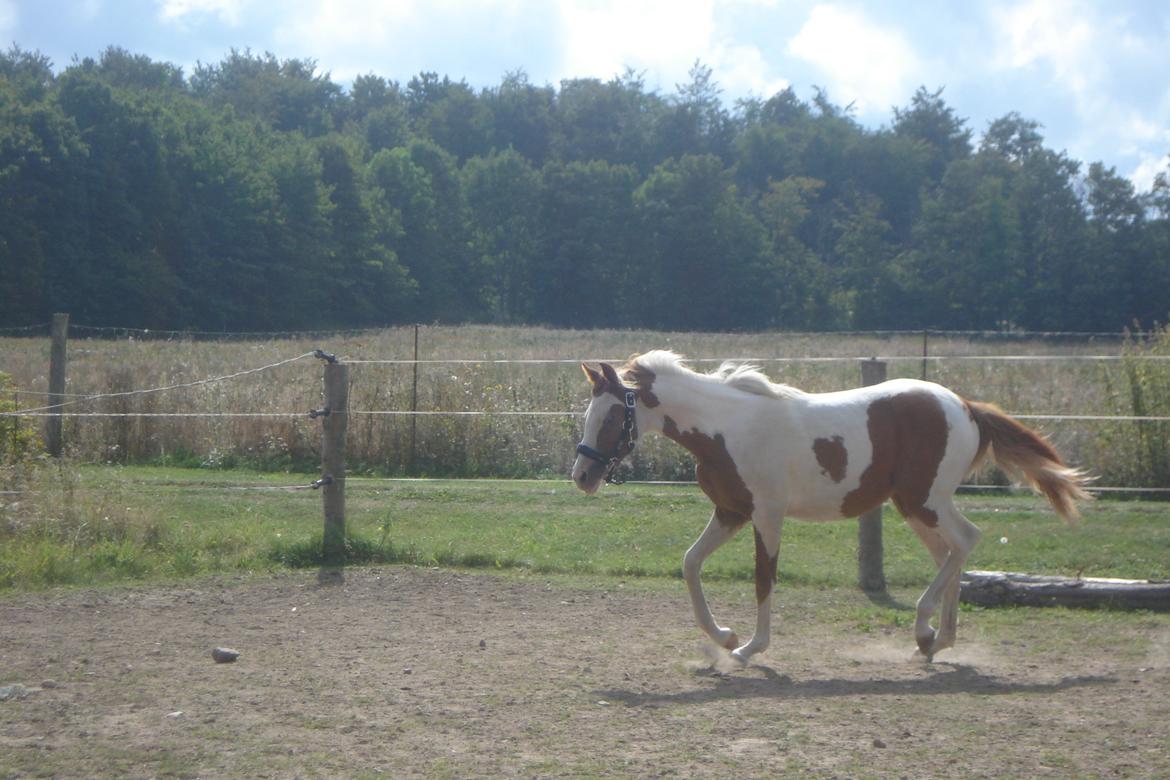 Pinto Orenda Natane billede 25