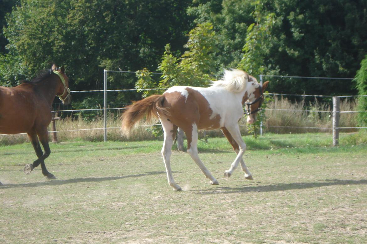 Pinto Orenda Natane billede 26
