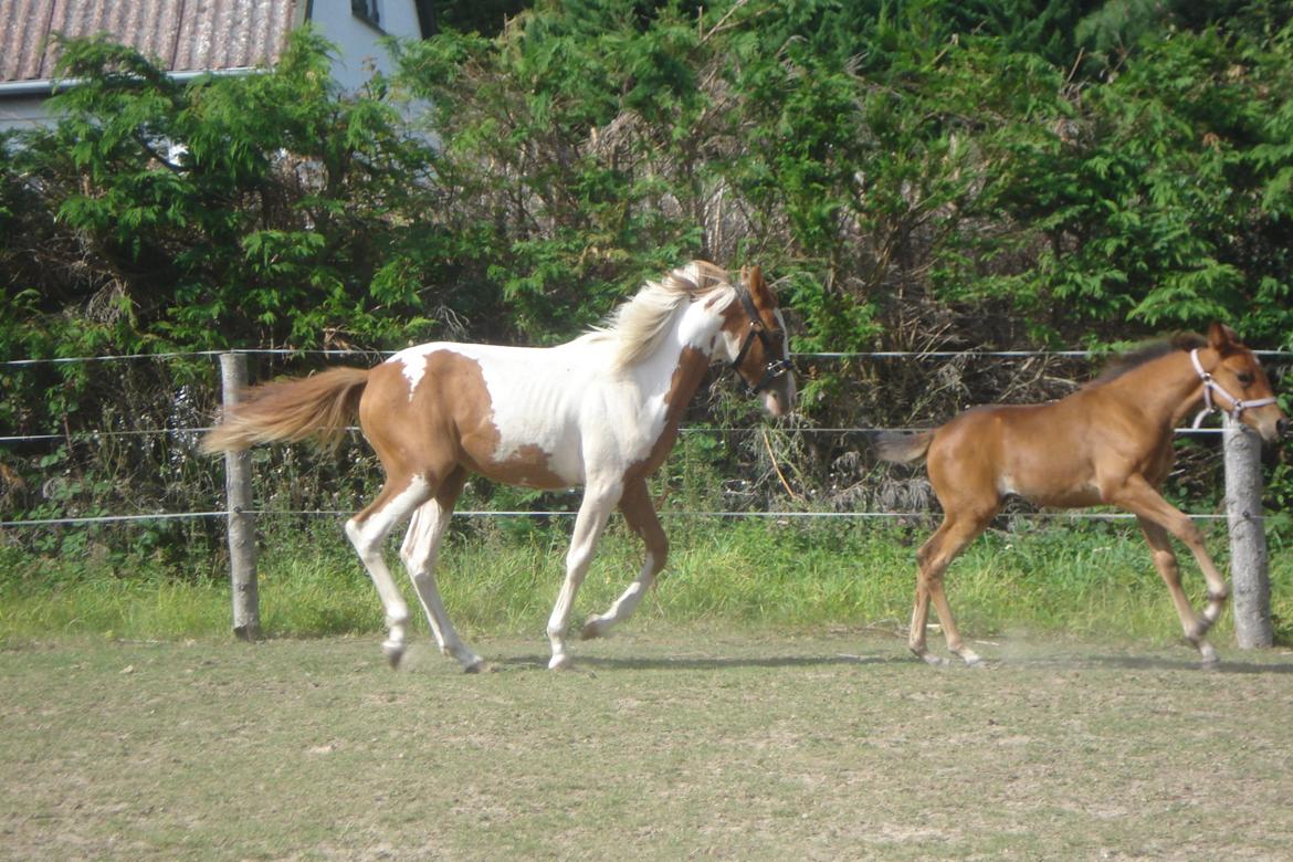 Pinto Orenda Natane billede 27