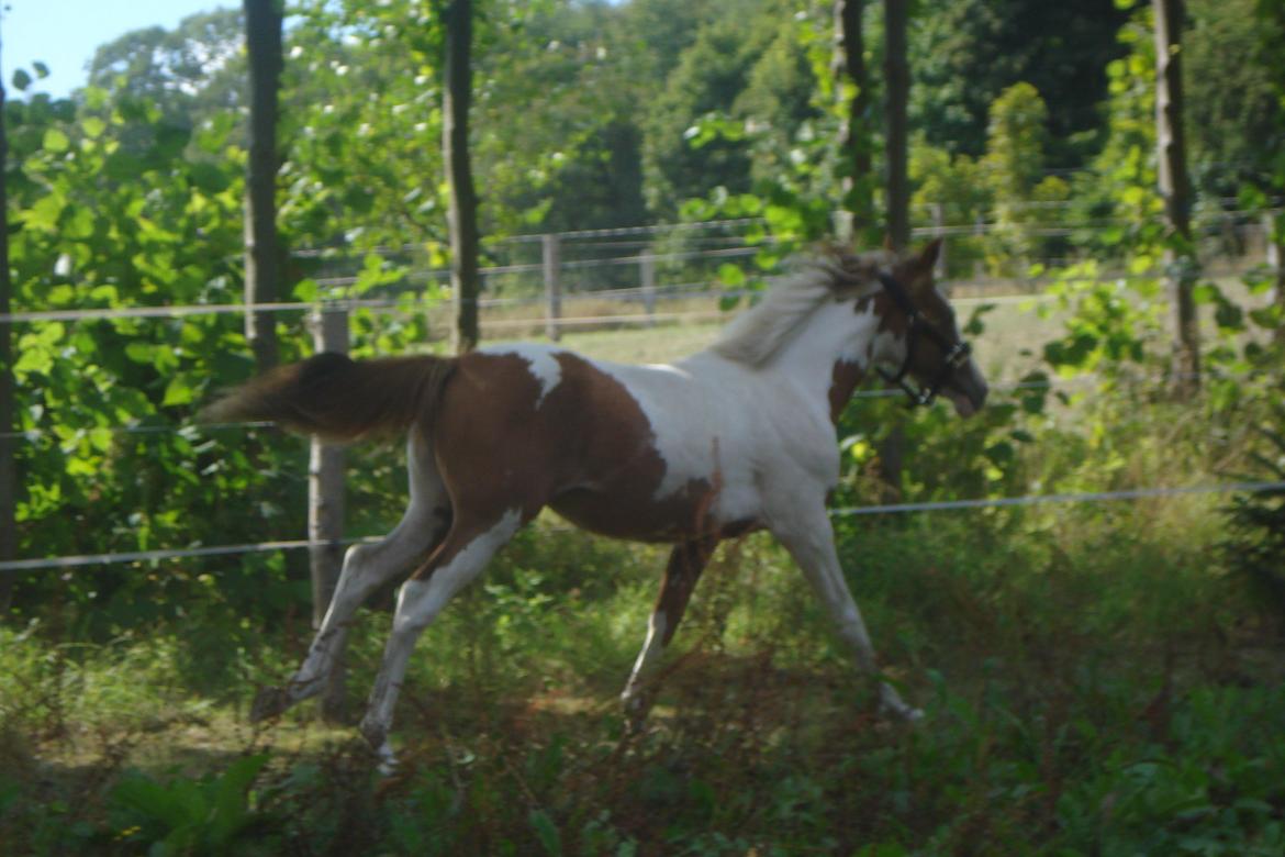 Pinto Orenda Natane billede 28