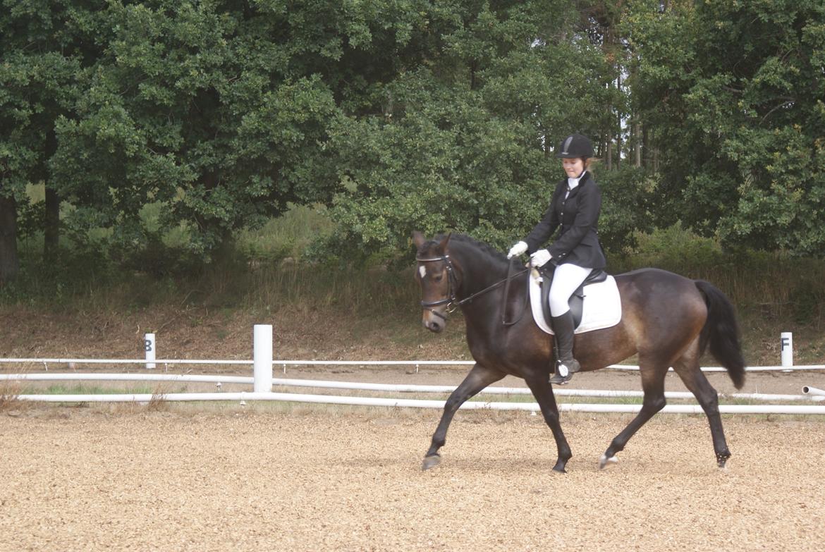 New Forest Dalgaardens Phoebe billede 15