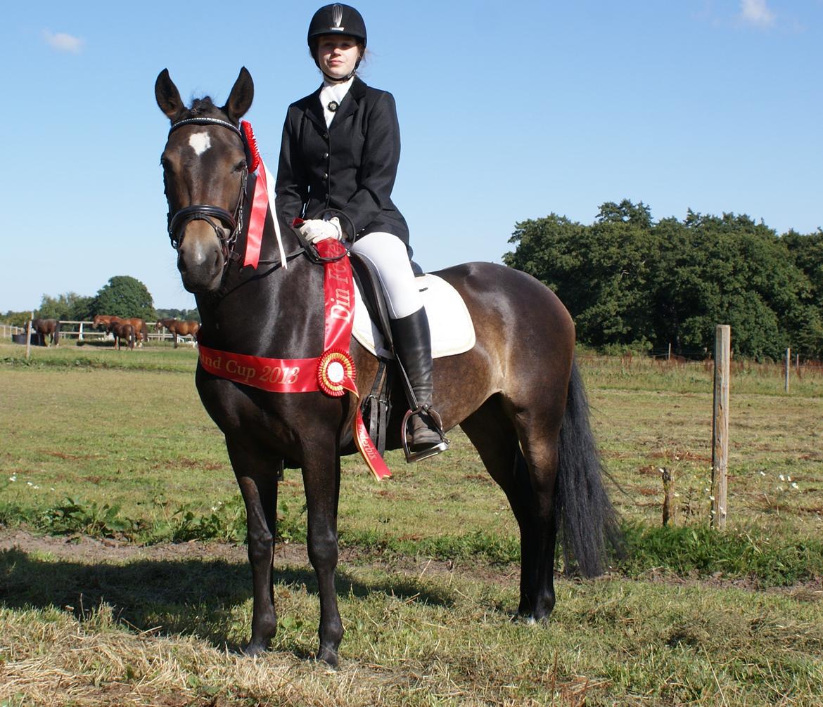 New Forest Dalgaardens Phoebe billede 17