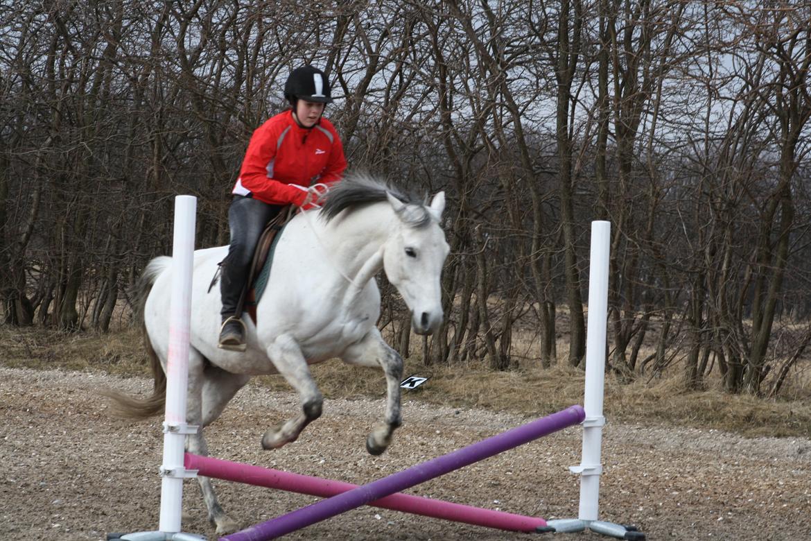 Trakehner Bint-Al-Hawa savnet!! billede 21