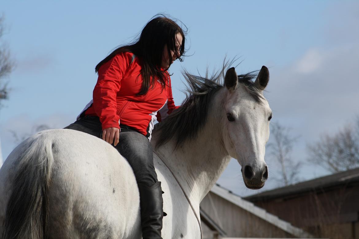 Trakehner Bint-Al-Hawa savnet!! billede 23