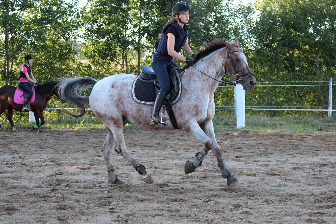Knabstrupper Tessa <3 - Tess og jeg i frisk galop. Foto: Maria Aaby billede 4