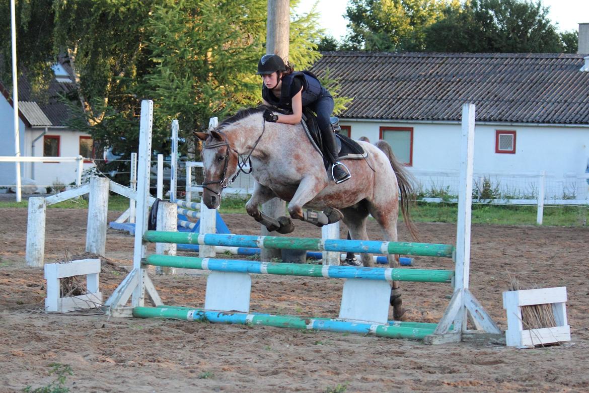 Knabstrupper Tessa <3 billede 3