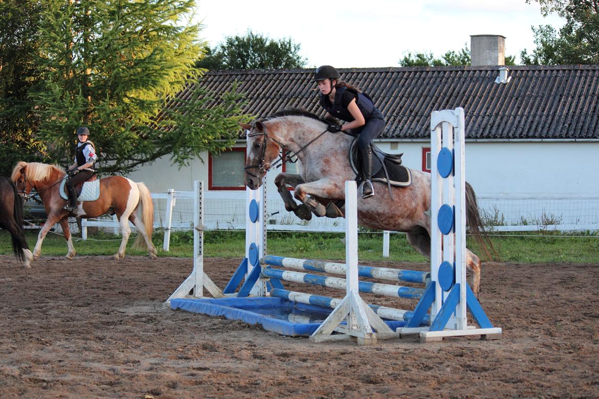 Knabstrupper Tessa <3 - Over plastikken, tag jer ikke af min opstilling. Foto: Maria Aaby billede 5