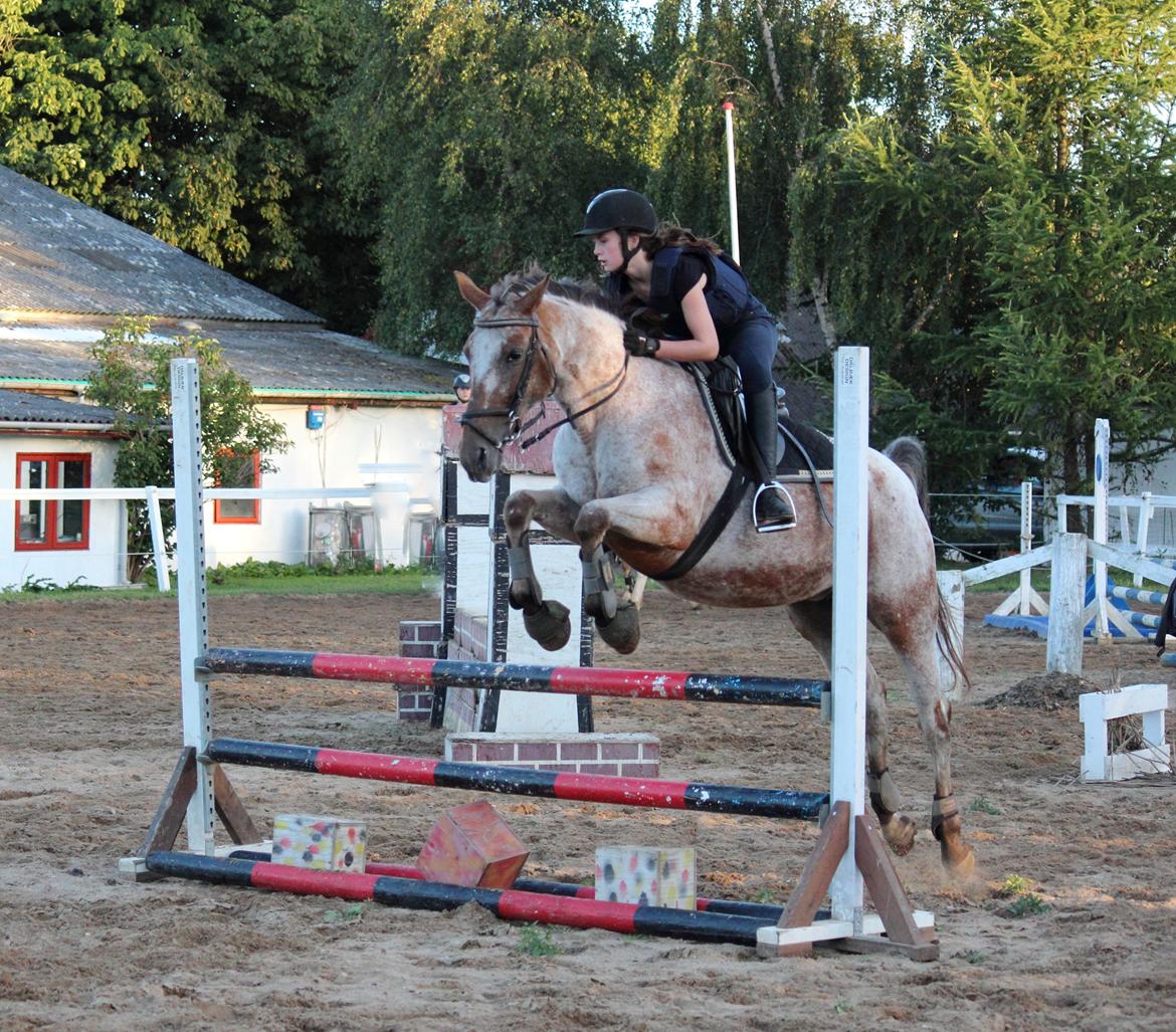 Knabstrupper Tessa <3 - <3 Foto: Maria Aaby
 billede 6