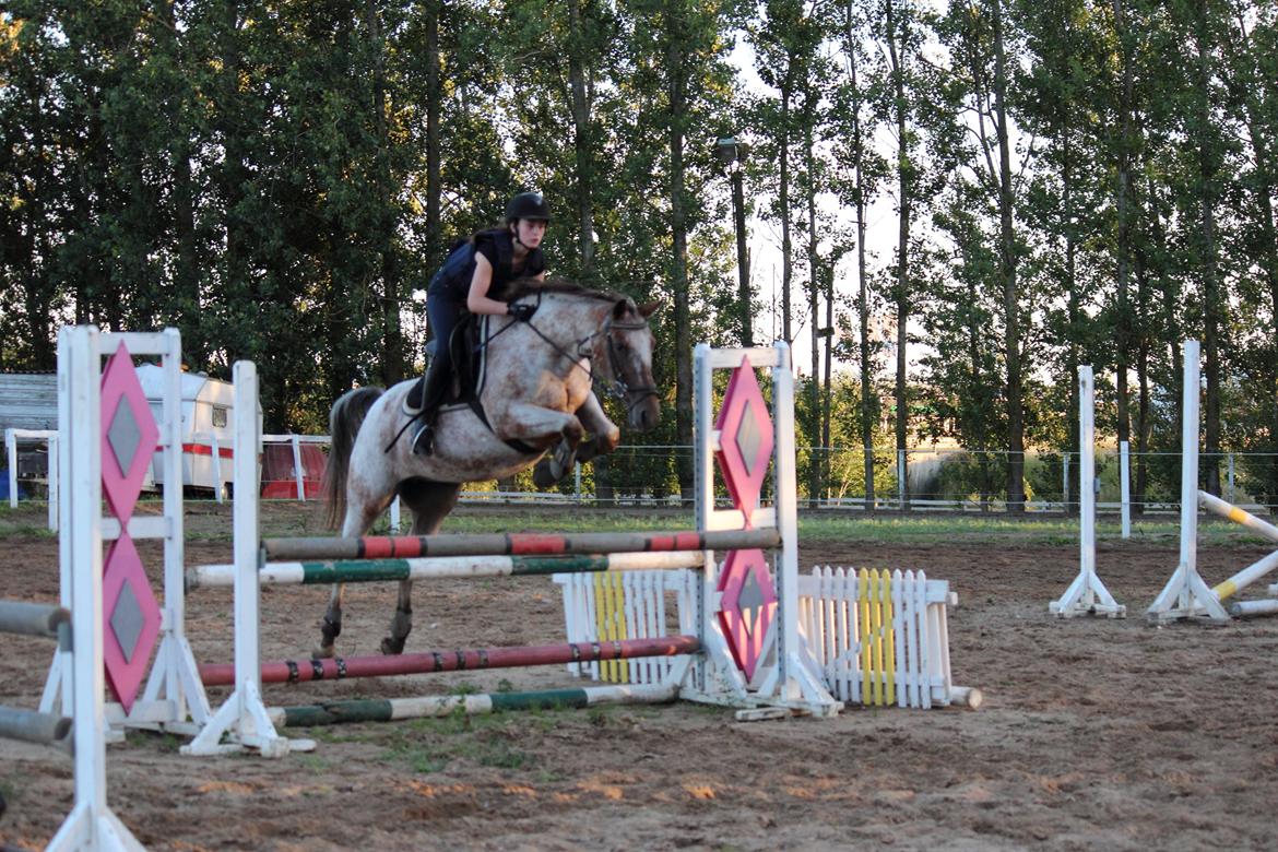 Knabstrupper Tessa <3 - Første gang vi sammen springer den højde! Foto: Maria Aaby billede 11