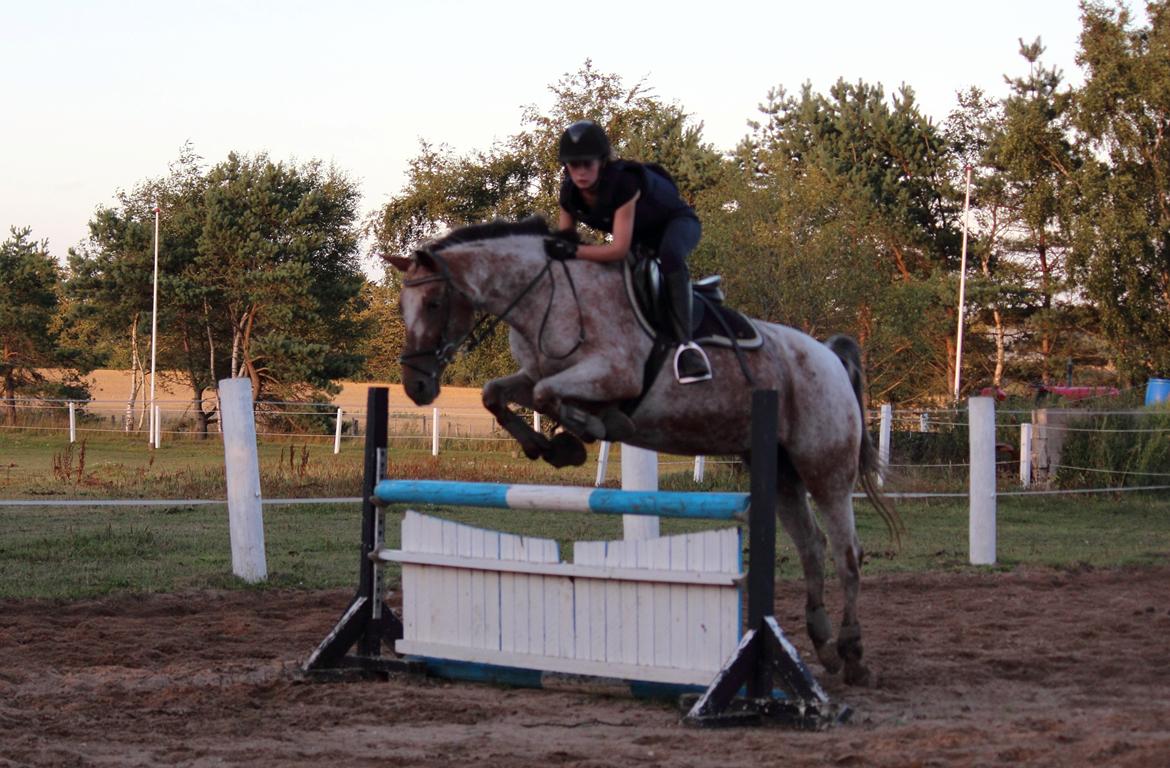Knabstrupper Tessa <3 - Springtræning onsdag d. 14/8 Foto: Maria Aaby billede 8