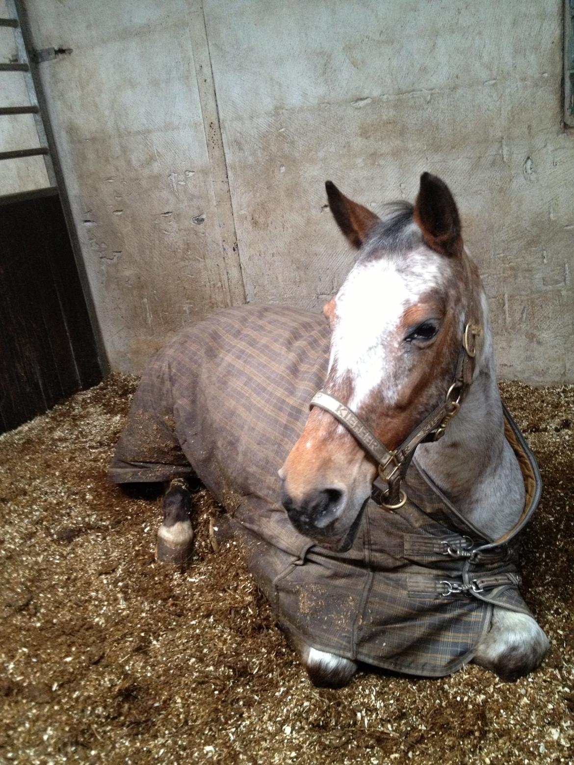 Knabstrupper Tessa <3 - Love is going to be stronger and stronger and it will always be. Foto: mig billede 7