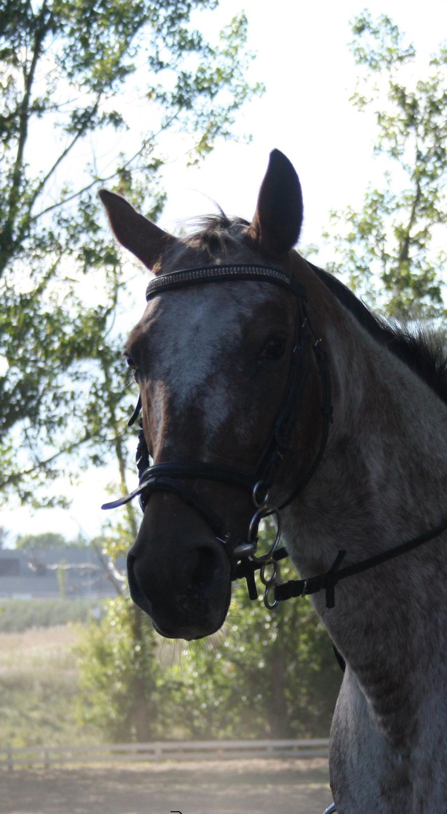 Knabstrupper Tessa <3 - Sødt Tess fjæs <3 Foto: Malene Friis Nielsen billede 9