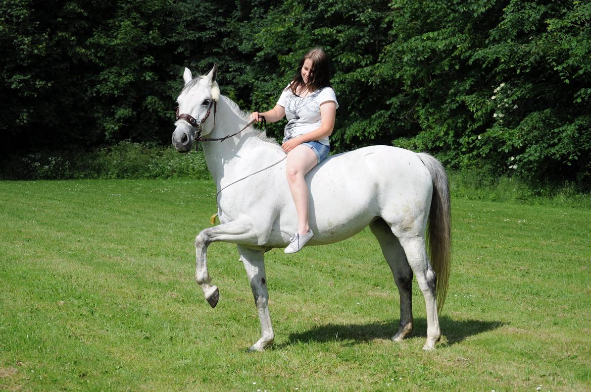 Trakehner Bint-Al-Hawa savnet!! billede 25