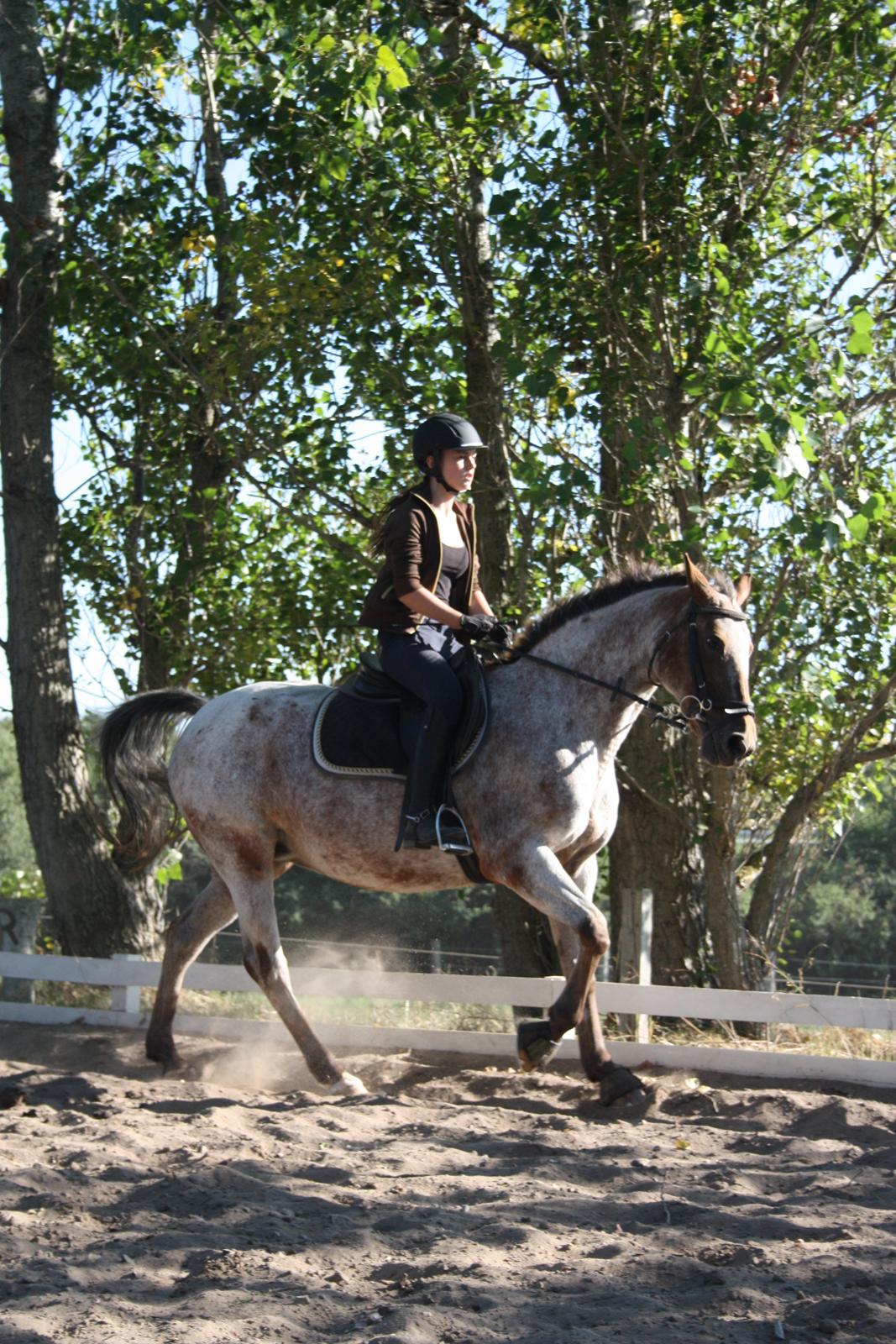 Knabstrupper Tessa <3 billede 13