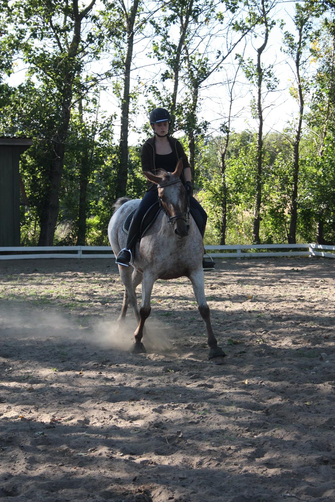 Knabstrupper Tessa <3 - Vi prøver med lidt overtrædning. foto: Malene Friis Nielsen billede 14