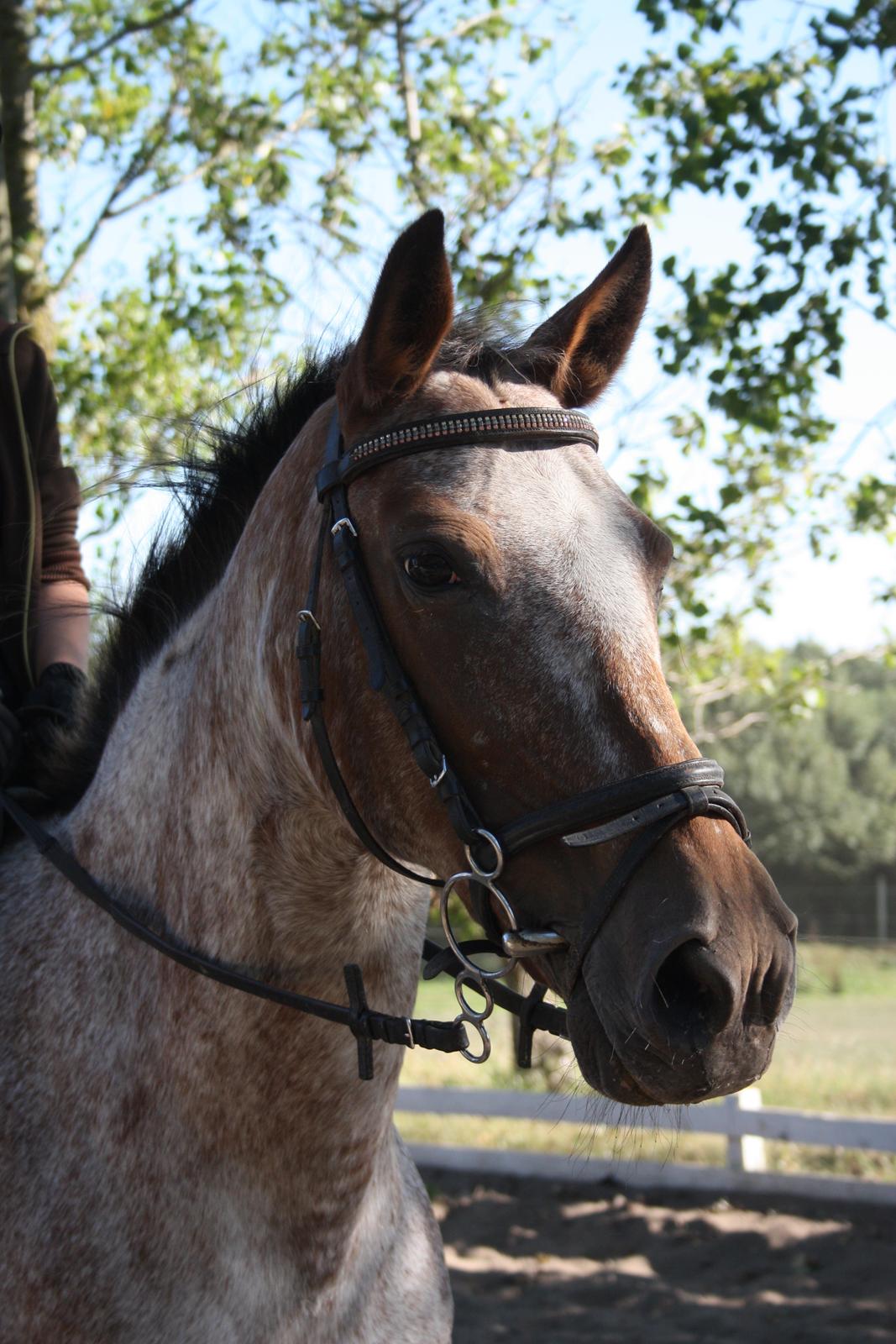 Knabstrupper Tessa <3 - Farvel og tak for kigget!  billede 15