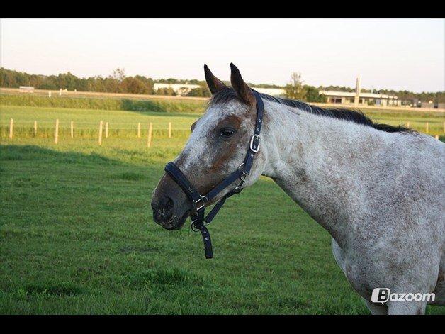 Knabstrupper Tessa <3 - Lånt af Maria Aaby! billede 12