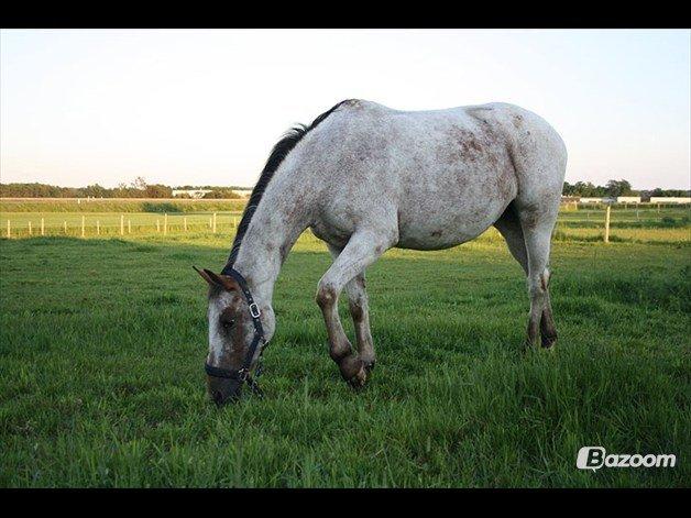 Knabstrupper Tessa <3 billede 16