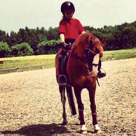 DSP Phønix "Lånepony" - Phønix og Caroline <3 Billede: Sofie F. billede 2